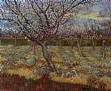Trees Canvas Paintings - Apricot Trees in Bloom